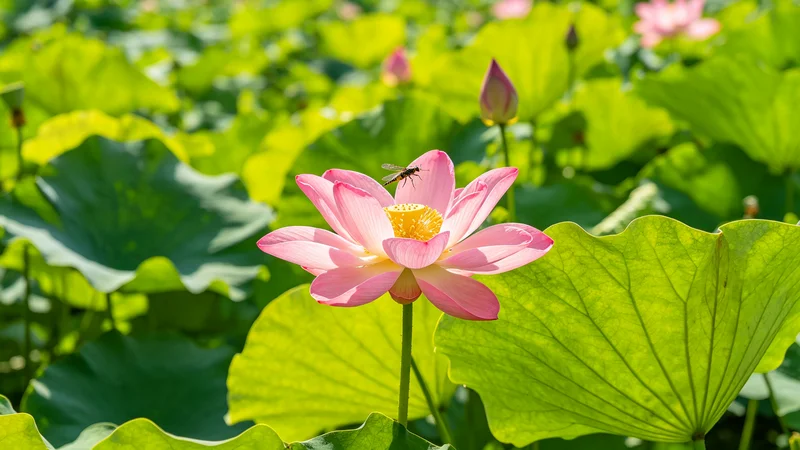 夏至了，又到了换键盘轴的季节