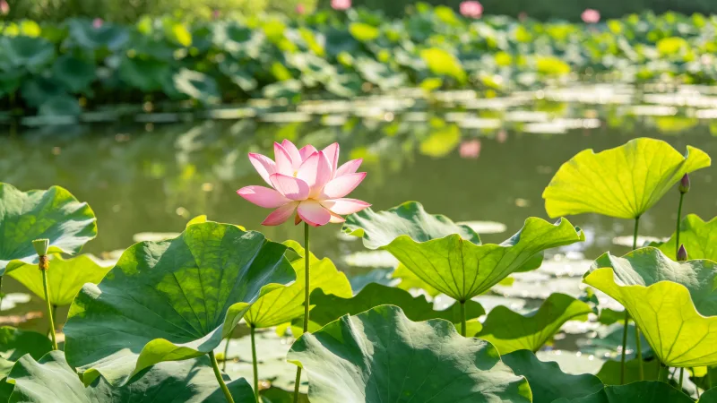 立夏这天，我在公司加班到深夜