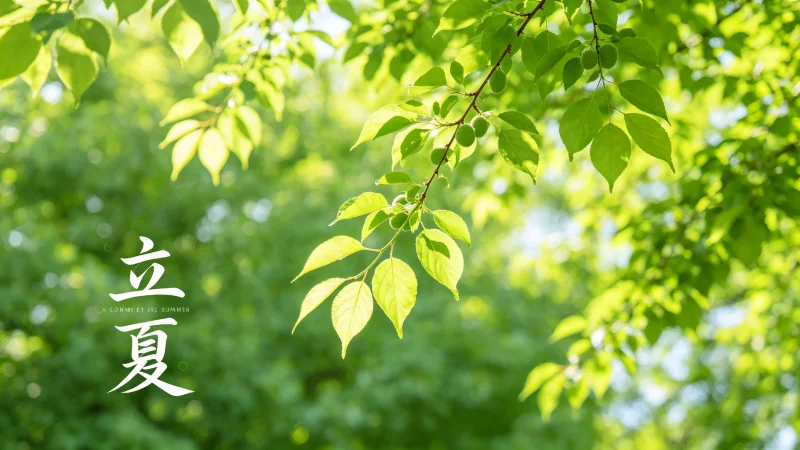 童年的立夏：奶奶做的那碗汤