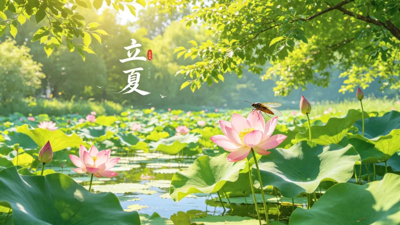 程序员的立夏养生记